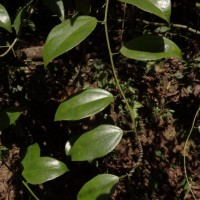 Hypserpa nitida Miers ex Benth.